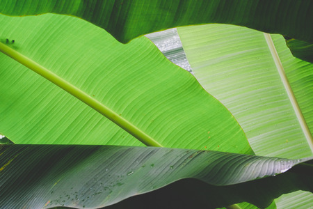 Fresh Banana leaf on backgroundの写真素材