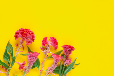 Red Hornbill or cockscomb flowers on color background.の写真素材