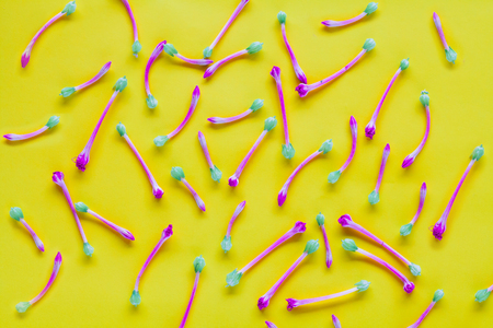 Small Floral or wild Flowers on color background.Flat lay, top view. Valentine's background.の写真素材