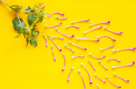 Small Floral or wild Flowers on colour background.の写真素材