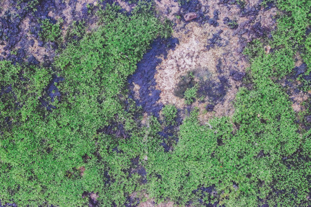 Green Moss or lichen on old wall nature background.の写真素材