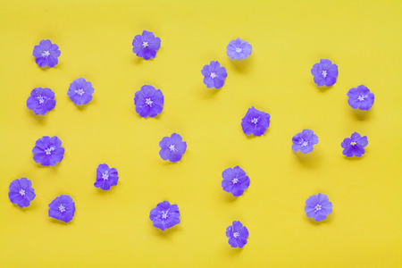 Small Floral or wild Flowers on color background.Flat lay, top view. Valentine's background.の写真素材