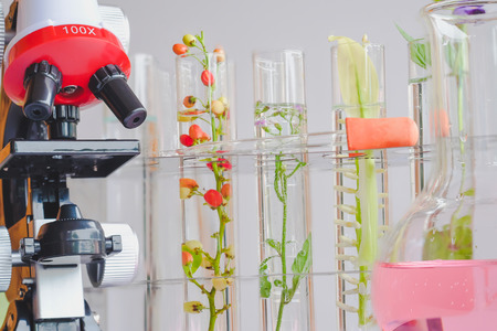 Microscope and a small plant in test tube, lab biotechnology concept.