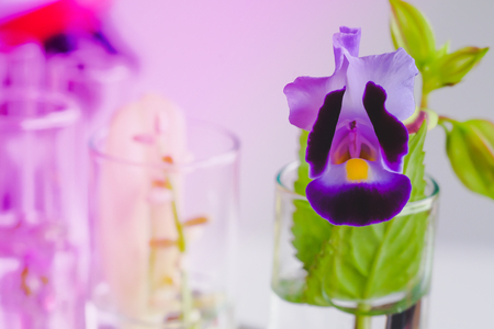 Small plants in test tube for biotechnology medicine research.の写真素材