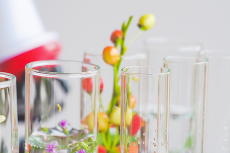 Small plants in test tube for biotechnology medicine research.の写真素材