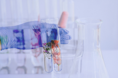 Small plants in test tube for biotechnology medicine research.の写真素材