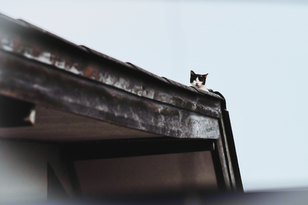 Cats sitting on the roof of the houseの写真素材