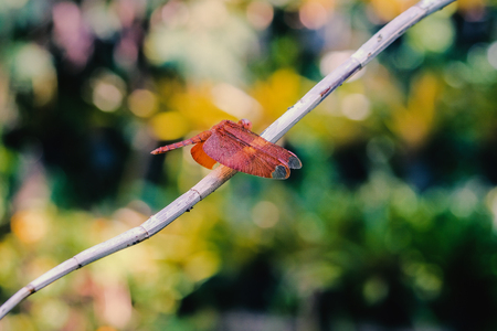 beautiful dragonfly on a green plant with bokeh background.の写真素材