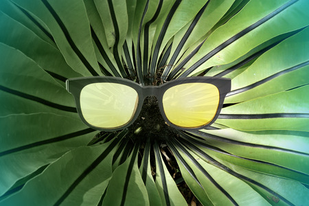 Birdâs nest fern with sunglasses on background.の写真素材