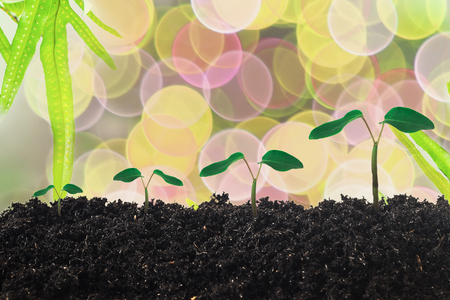 Group of green sprouts growing out from soil on background.の写真素材