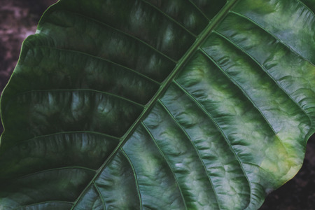 Close up tropical green leaf ,nature background.