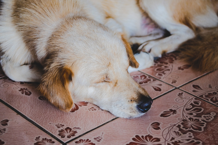 White brown puppy dog sleeping on floor.の写真素材