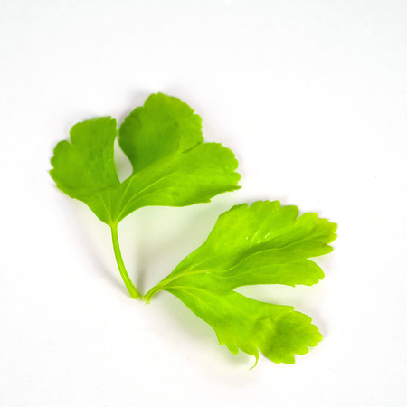 Fresh celery stalks on a white background.