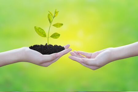 Small plant in hand with soft light background.の写真素材