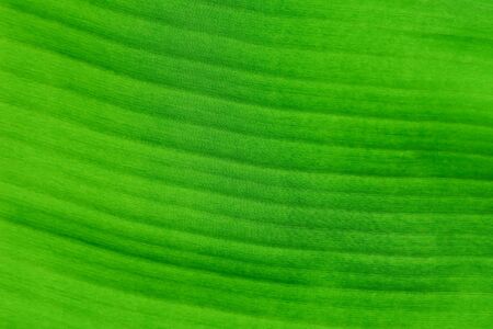 Fresh Banana leaves on background.
