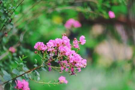 small pink flowers with light bokeh on background.の写真素材