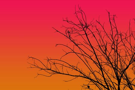 Silhouettes dry tree with color background.の写真素材