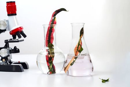 Test tubes , pharmacy and medical research laboratory.