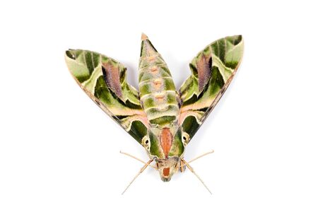 Oleander Hawk-moth or Daphnis nerii, beautiful colored moth from rain forest .