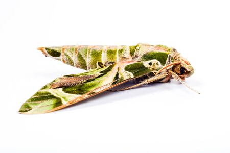 Oleander Hawk-moth or Daphnis nerii, beautiful colored moth from rain forest .の写真素材