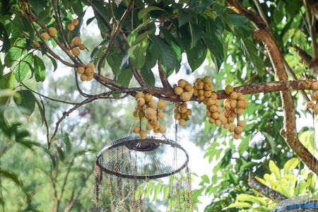 Fresh Wollongong on tree in fruit garden.

の写真素材