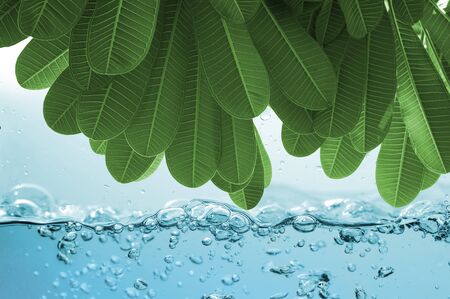 Green leaf tree over Water ripple on white background.の写真素材