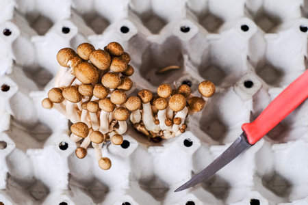 Fresh brown shimeji mushroom or beech mushroom on egg box in wood background.の写真素材