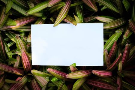 White paper card on green plant background , advertisment concept.の写真素材