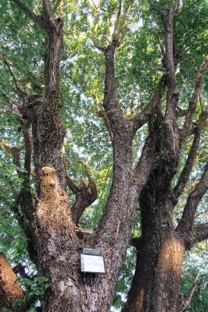 Old big tree with fresh green moss and leaves .