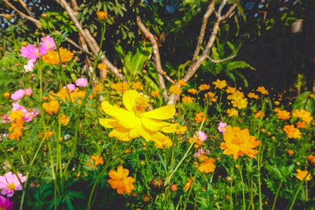 Yellow Cosmos flowers field at out door with blue sky ,nature background.