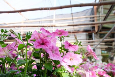 Pink flowers Plant in pot at garden .の写真素材