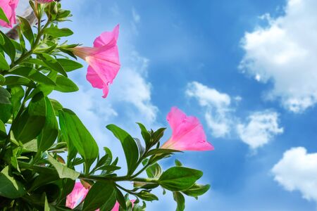 Pink flowers Plant in pot at garden .の写真素材