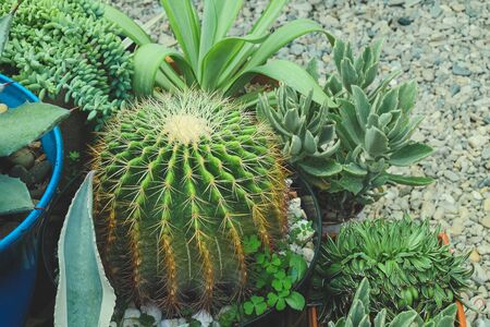 Cuctus in desert garden . Floral exotic background.Succulent plant with thorn in desert garden .

の写真素材