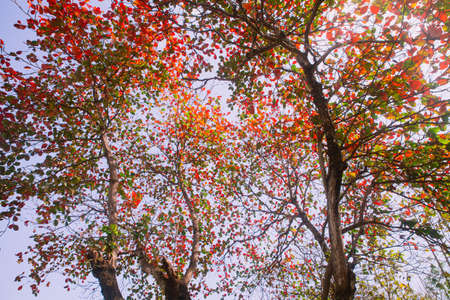 Colorful leave tree on nature background.の写真素材