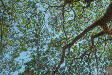 Big tree with blue sky at park and nature background.