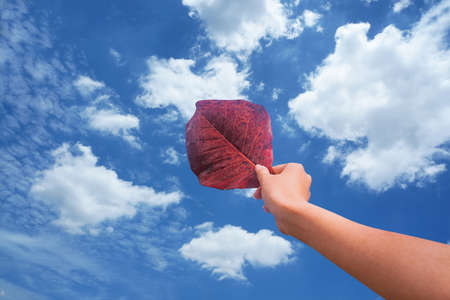 Hand hold a red leaf on blue sky background.