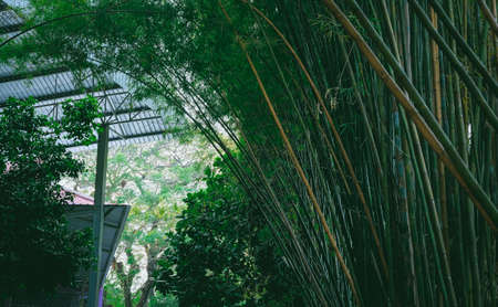 Fresh Bamboo forest plant on background.