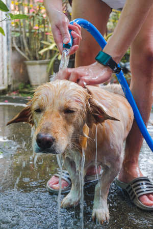 Funny portrait of a dog showering with shampoo.の写真素材