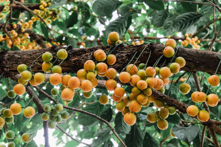 Baccaurea ramiflora Lour or Burmese grape tree , Mafai in Thai, sweet and sour fruit on tree .