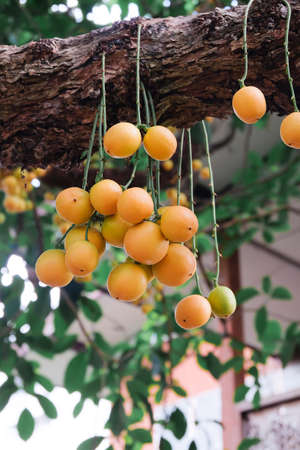 Baccaurea ramiflora Lour or Burmese grape tree , Mafai in Thai, sweet and sour fruit on tree .の写真素材