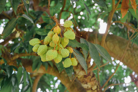 Young lychee fruits on tree in the garden.