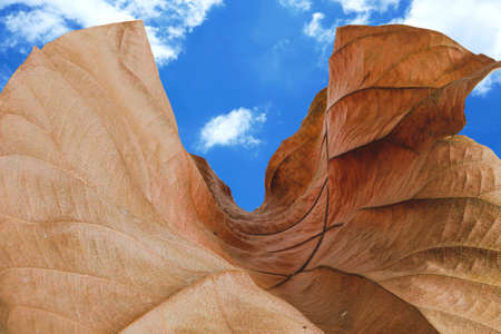 Natural fallen dry leave on blue sky background.