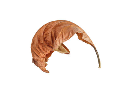 Natural fallen dry leave on white background.の写真素材