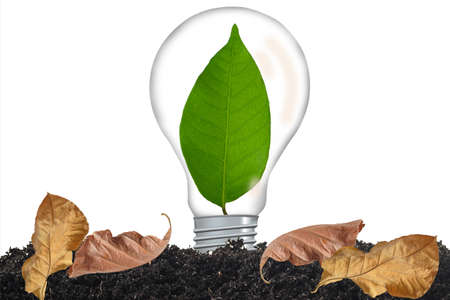 Green leaf growing in light bulb on background.