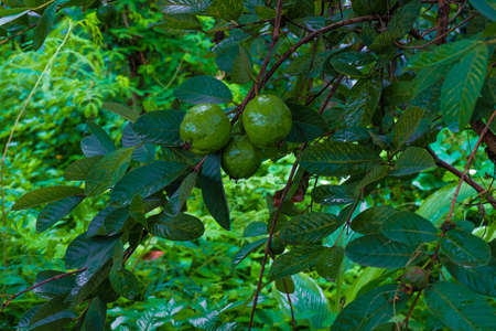 Ripe Tropical Fruit Guava on Guava Tree.