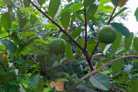 Ripe Tropical Fruit Guava on Guava Tree.