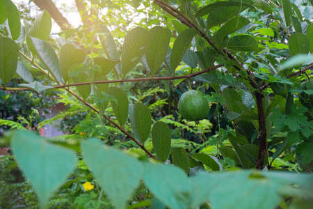 Ripe Tropical Fruit Guava on Guava Tree.の写真素材