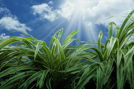 Fresh green grass with sun ray effect, copy space. Soft Focus.の写真素材
