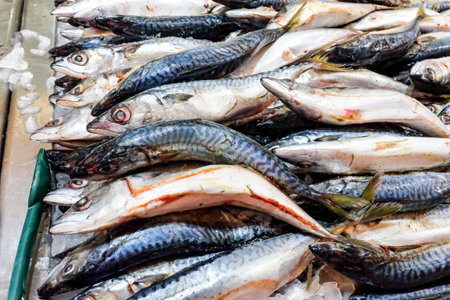 Fresh Saba fish arrange on ice  in supermarket.の写真素材