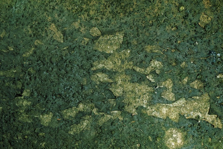 Dry Moss stains on the cement floor ,texture background.の写真素材